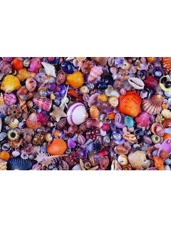 Piatnik Puzzle 1000db-os - Kagylók